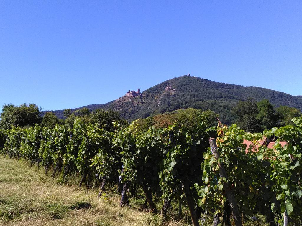 Gites & Camping On The Route Des Vins Bergheim Bagian luar foto